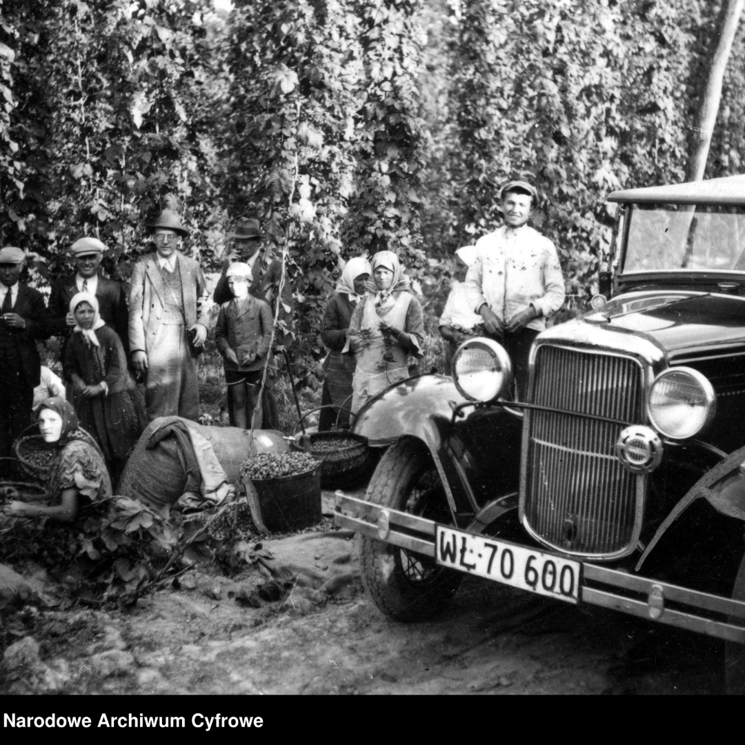 Fotografia z lat 1930-1939, autor zdjęcia nieznany, Plantacja chmielu na Wołyniu. Wizytacja plantacji. Widoczny samochód osobowy. Napis w dolnym lewym rogu: Narodowe Archiwum Cyfrowe.